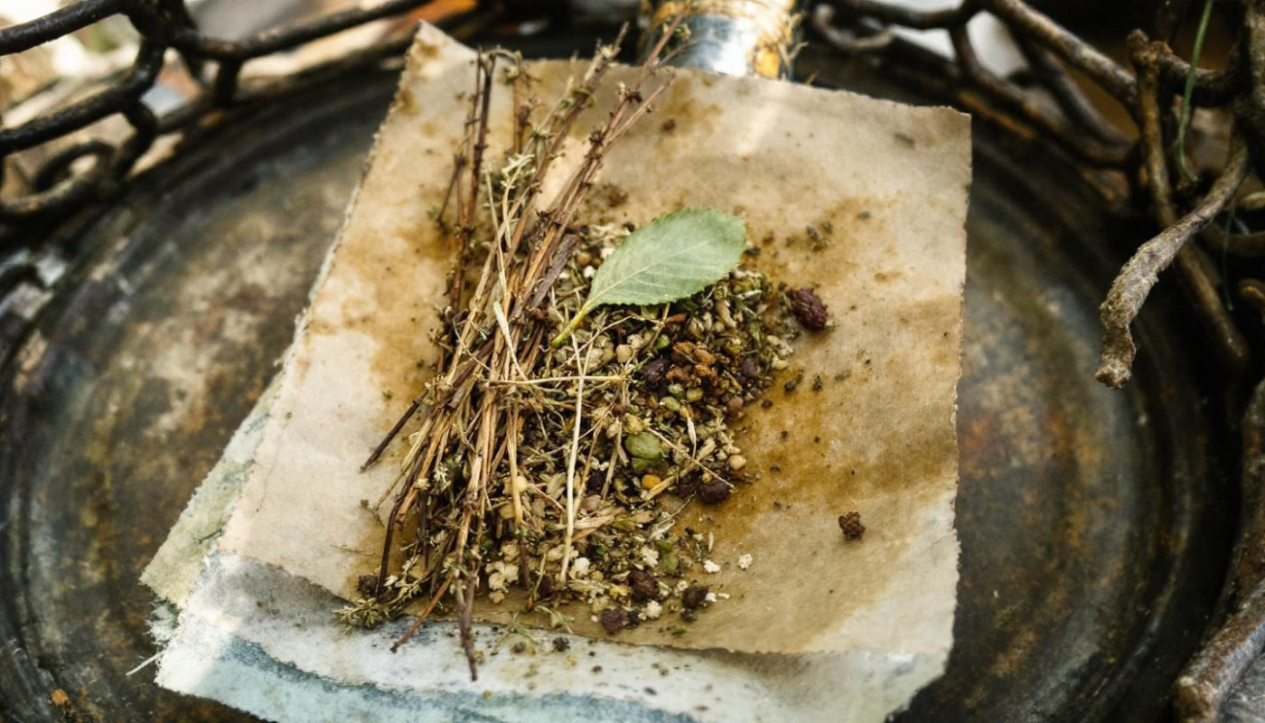 Infusion et bien-être découvrez les herbes oubliées aux multiples vertus